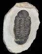 Bargain, Reedops Trilobite - Atchana, Morocco #58448-2